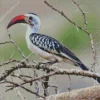 Northern Red Billed Hornbill Diamond Painting