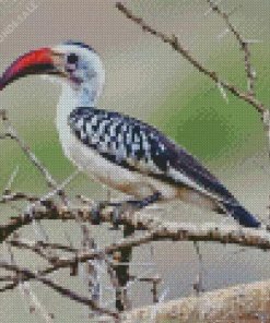 Northern Red Billed Hornbill Diamond Painting