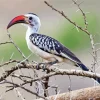 Northern Red Billed Hornbill Diamond Painting
