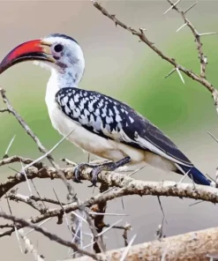 Northern Red Billed Hornbill Diamond Painting