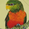 Orange Billed Lorikeet Diamond Painting