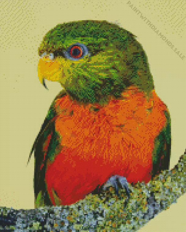 Orange billed lorikeet Diamond Dotz Orange Billed Lorikeet Diamond Painting