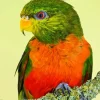 Orange Billed Lorikeet Diamond Painting