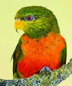 Orange Billed Lorikeet Diamond Painting