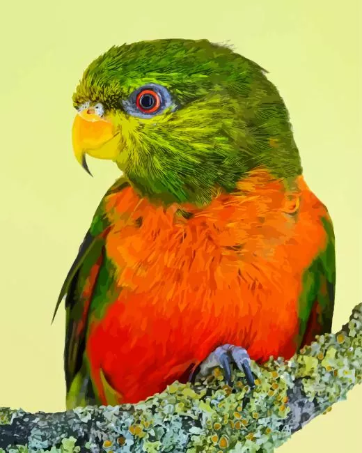 Orange billed lorikeet Diamond With Numbers Orange Billed Lorikeet Diamond Painting