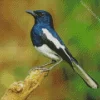 Oriental Magpie Robin Diamond Painting