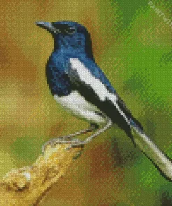 Oriental Magpie Robin Diamond Painting