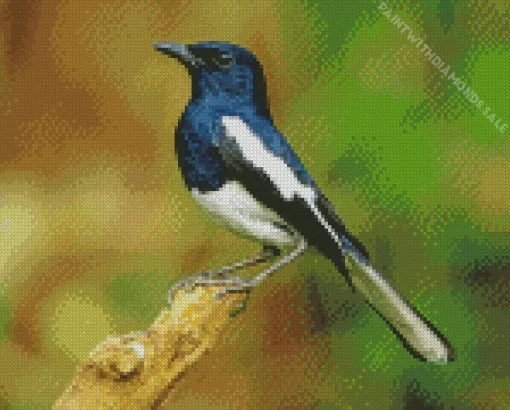 Oriental Magpie Robin Diamond Painting