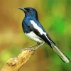 Oriental Magpie Robin Diamond Painting