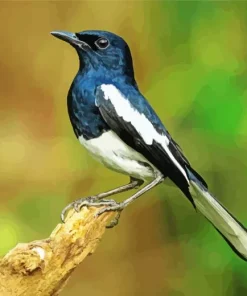 Oriental Magpie Robin Diamond Painting