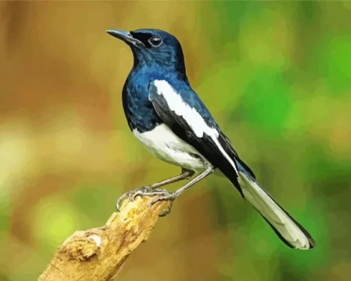 Oriental Magpie Robin Diamond Painting