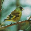 Oriental Greenfinch Diamond Painting