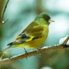 Oriental Greenfinch Diamond Painting