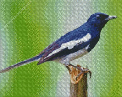 Oriental Magpie Diamond Painting