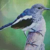 Oriental Magpie Bird Diamond Painting