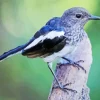 Oriental Magpie Bird Diamond Painting