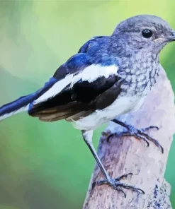 Oriental Magpie Bird Diamond Painting