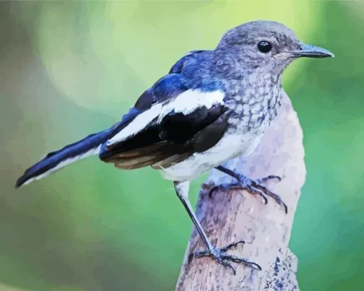 Oriental Magpie Bird Diamond Painting