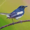 Oriental Magpie On A Branch Diamond Painting