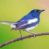 Oriental Magpie On A Branch Diamond Painting