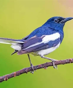 Oriental Magpie On A Branch Diamond Painting