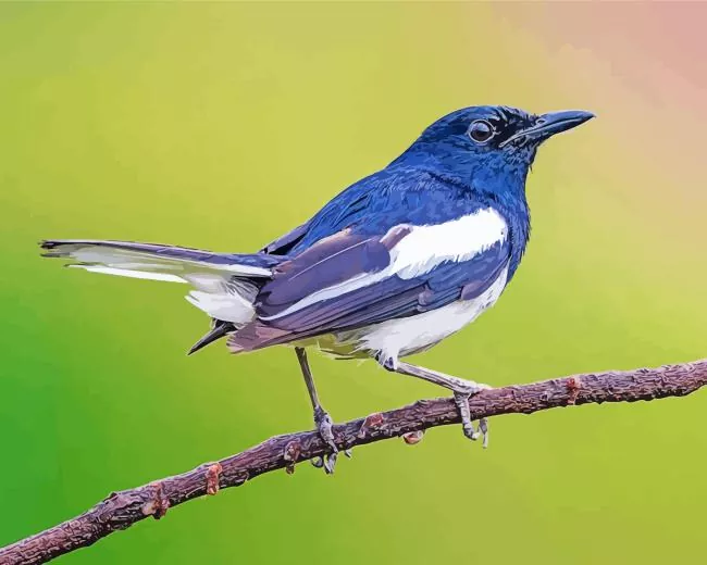 Oriental magpie on a branch Diamond With Numbers Oriental Magpie On A Branch Diamond Painting