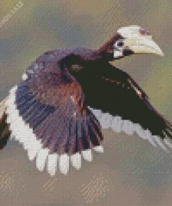 Oriental Pied Hornbill Diamond Painting