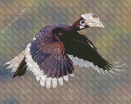 Oriental Pied Hornbill Diamond Painting