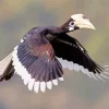 Oriental Pied Hornbill Diamond Painting