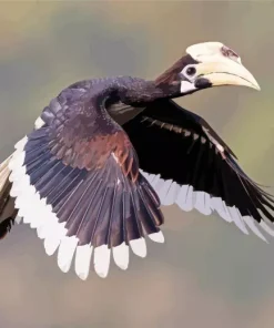 Oriental Pied Hornbill Diamond Painting