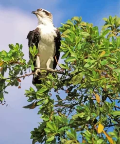 Osprey On A Tree Diamond Painting