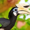 Palawan Hornbill Diamond Painting