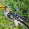 Pale Billed Hornbill Diamond Painting