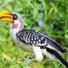 Pale Billed Hornbill Diamond Painting