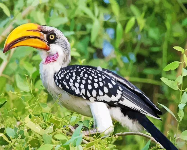 Pale billed hornbill Diamond With Numbers Pale Billed Hornbill Diamond Painting