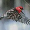 Pine Grosbeak Flying Diamond Painting