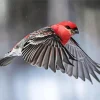 Pine Grosbeak Flying Diamond Painting