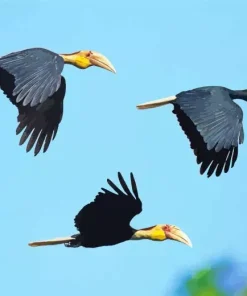 Plain Pouched Hornbill Birds Diamond Painting