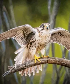 Prairie Falcon Diamond Painting