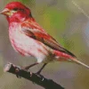 Purple Finch Diamond Painting