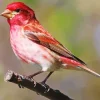 Purple Finch Diamond Painting