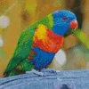 Rainbow Lorikeet Diamond Painting