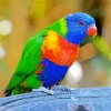 Rainbow Lorikeet Diamond Painting
