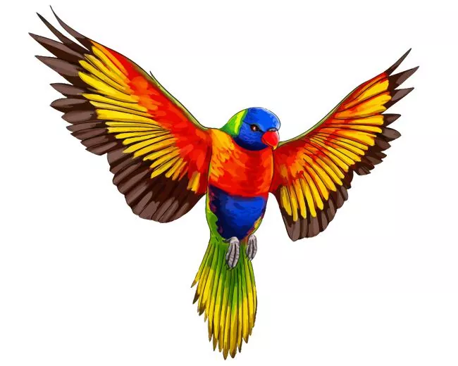 Rainbow lorikeet flying Diamond With Numbers Rainbow Lorikeet Flying Diamond Painting