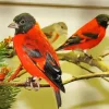 Red Siskin Diamond Painting