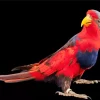 Red And Blue Lory Diamond Painting