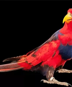 Red And Blue Lory Diamond Painting