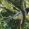 Red Billed Blue Magpie Diamond Painting