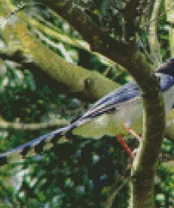 Red Billed Blue Magpie Diamond Painting