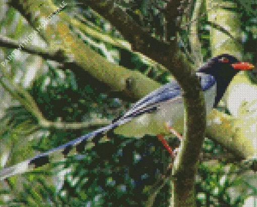 Red Billed Blue Magpie Diamond Painting